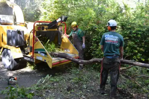 tree services Charlotte Harbor